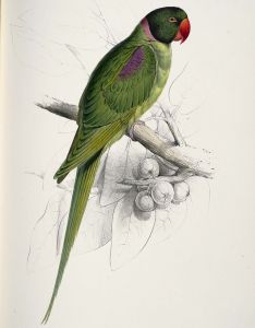 Psittacula-eupatria_by_Edward_Lear_1812-1888